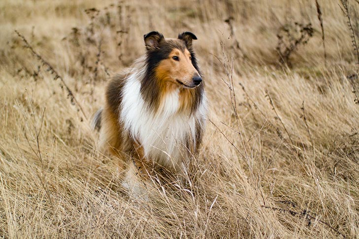 تصویر کالی (Collie)
